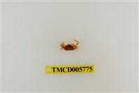 藏品(衛氏毛帶蟹)的圖片